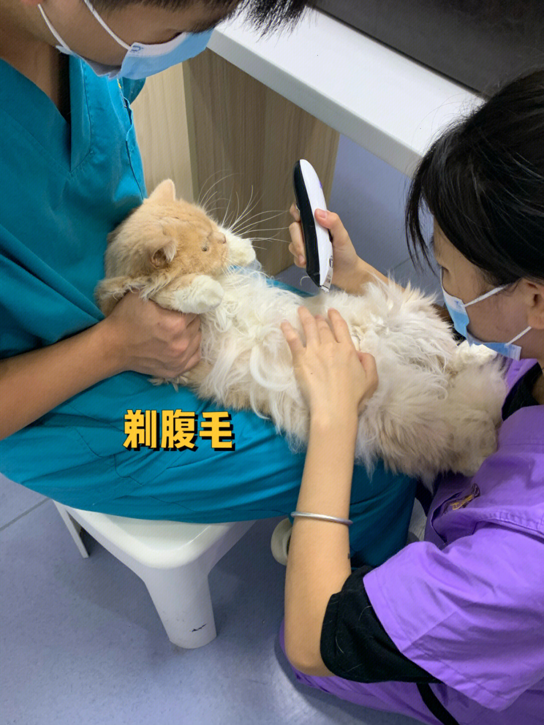 老婆养的猫我的臭宝确诊湿性猫传腹