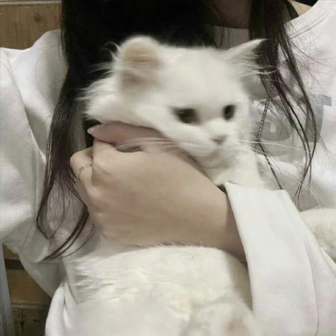 抱猫女头two