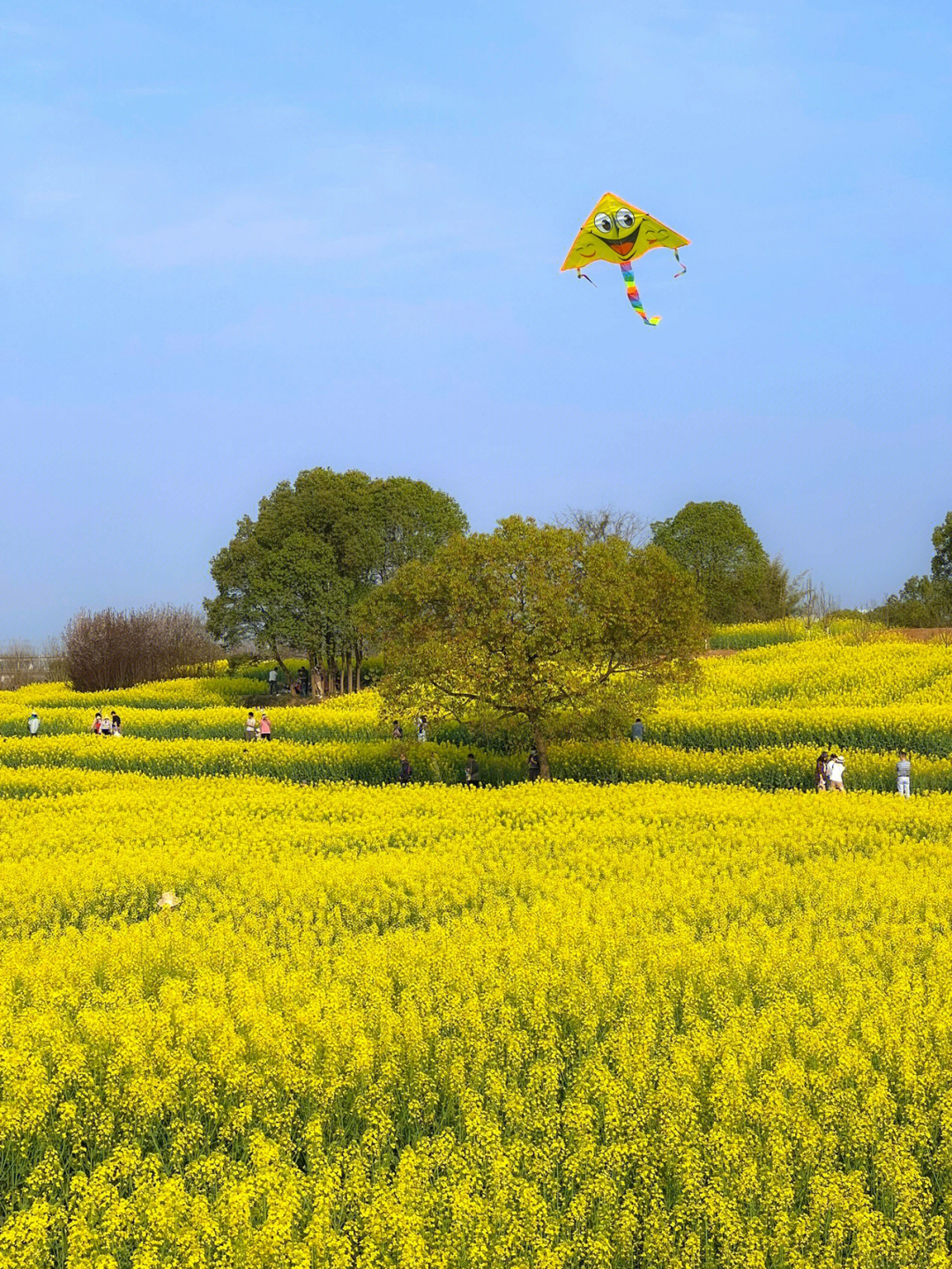 马鞍山森林公园油菜花图片