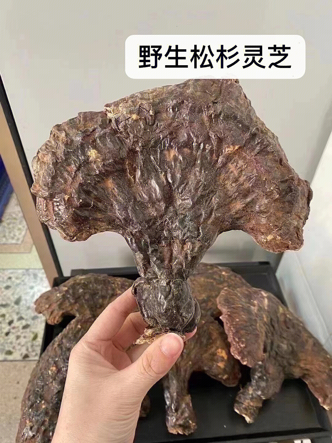 松树灵芝价钱图片