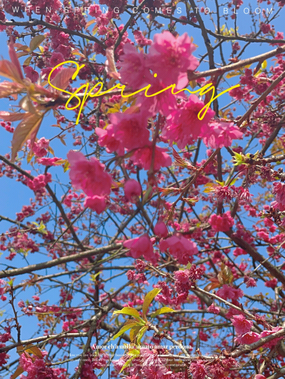 粉花磨红花(上)图片