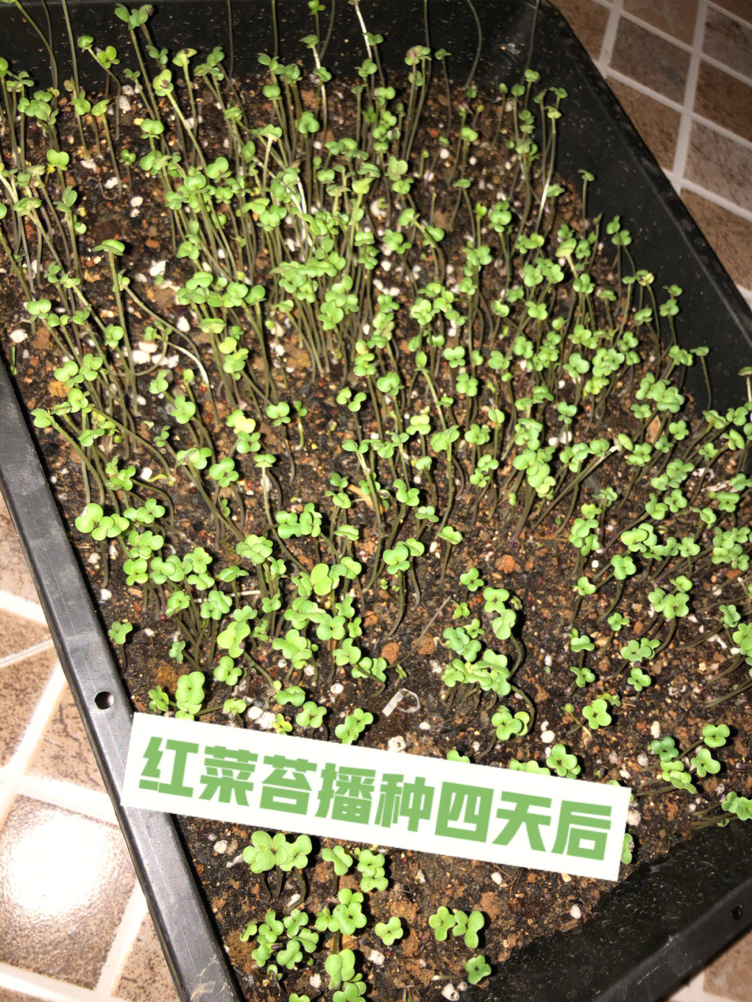 菜苔的生长过程图片图片