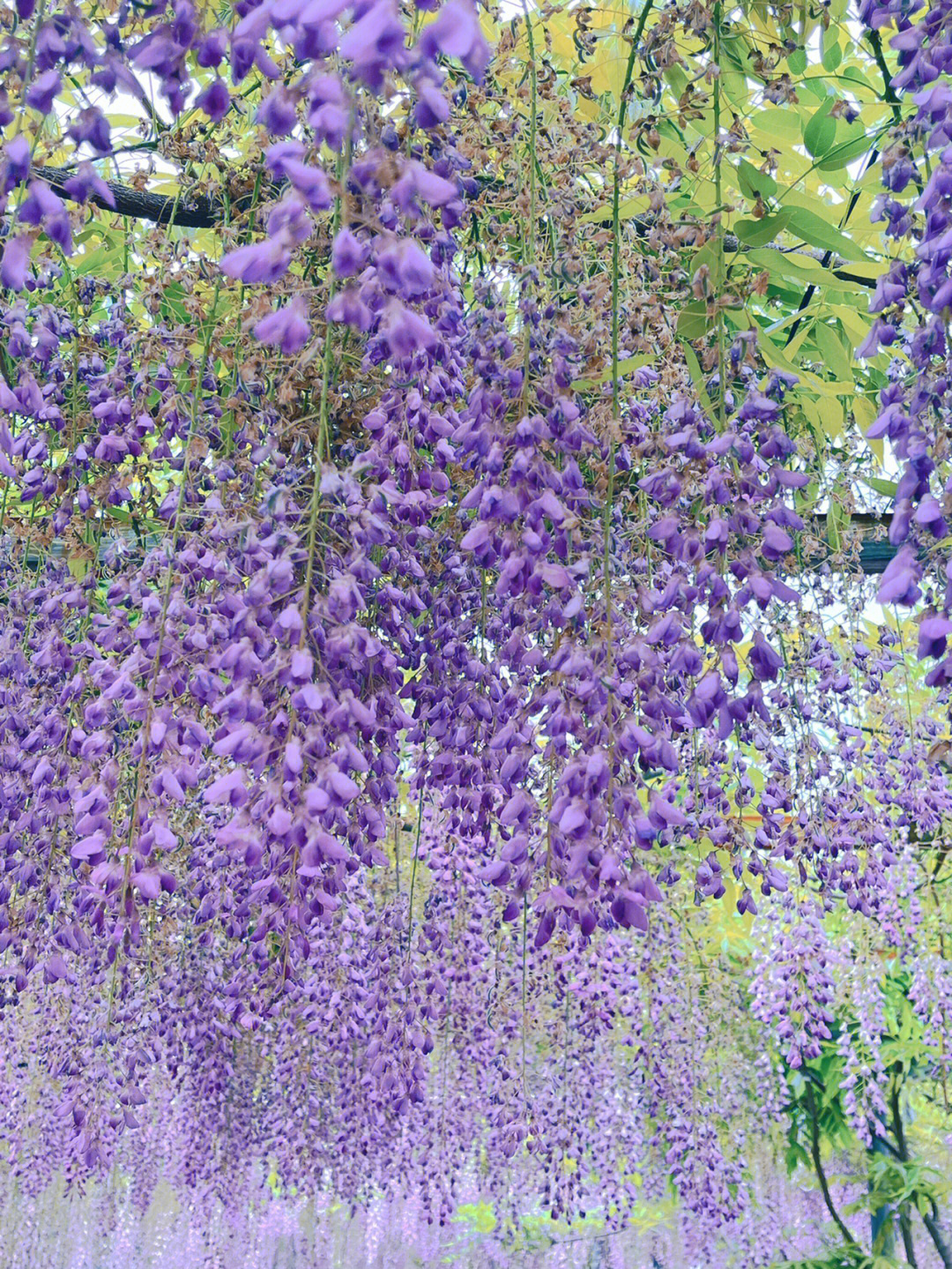 平桥石坝脚下的紫藤花园