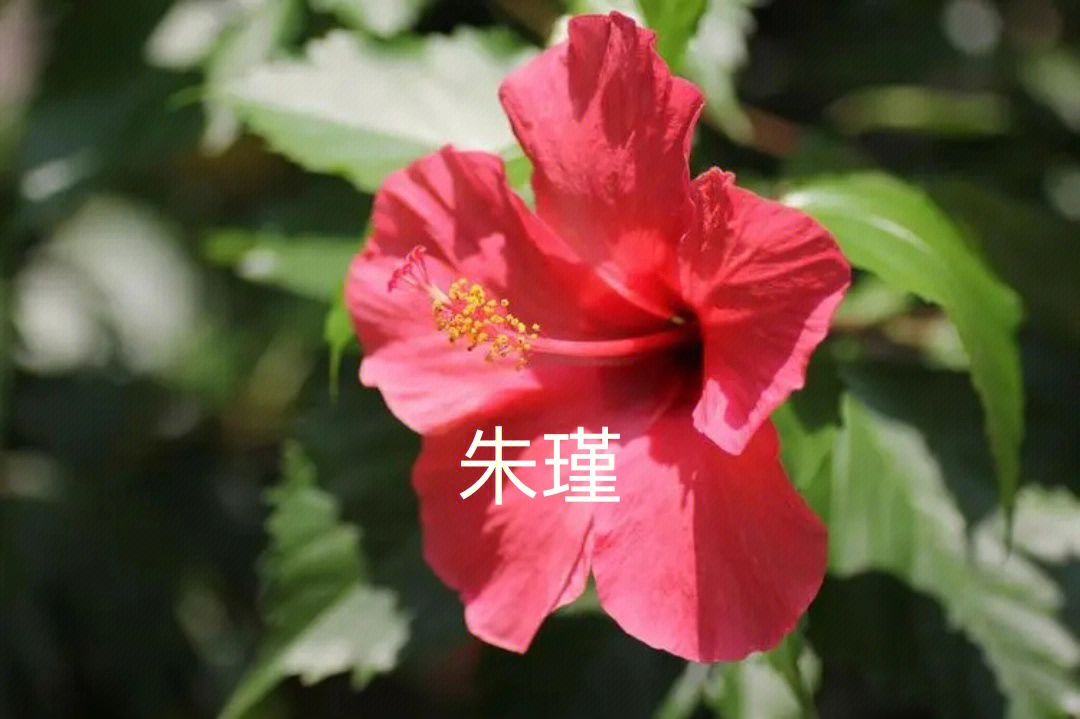 花瑾宋修恒年代文图片