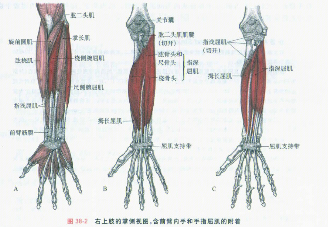 拇长屈肌,指深屈肌,旋前圆肌控制着臂前区域的稳定和协调——前臂的