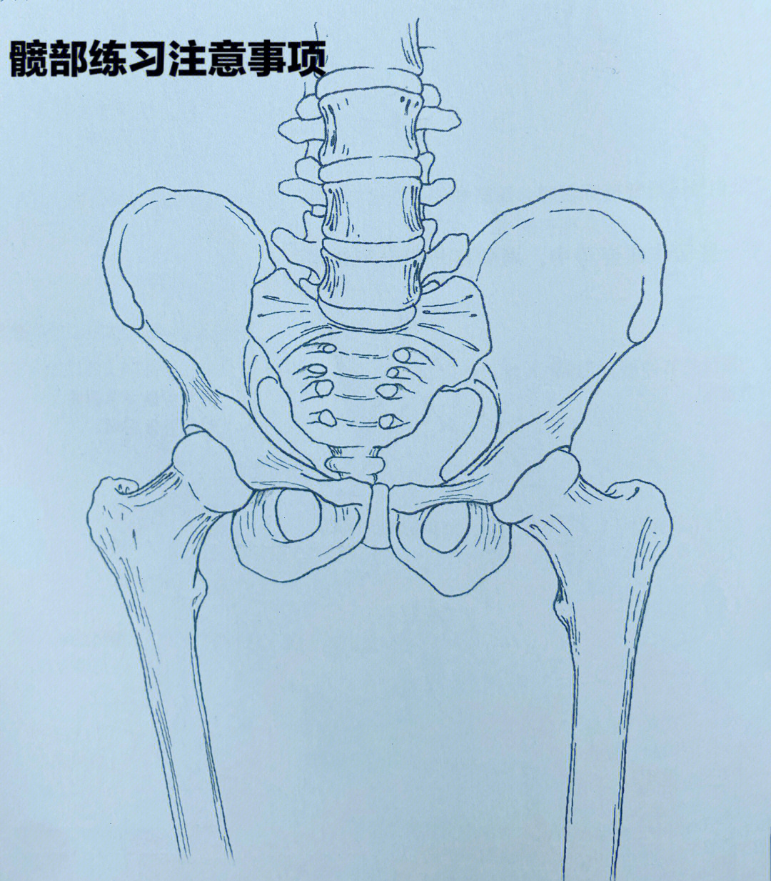 髋关节素描图图片