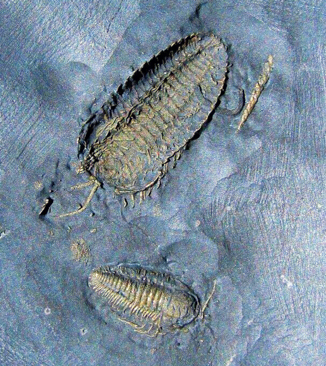 三叶虫化石三分节虫