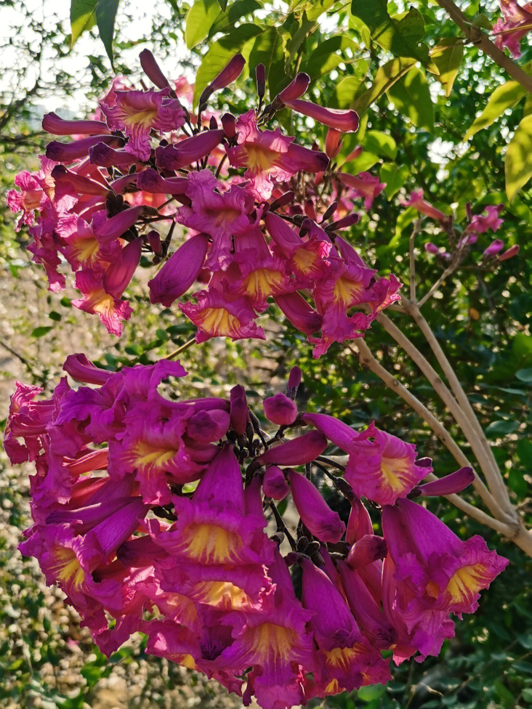 紫花风铃木的诗词图片