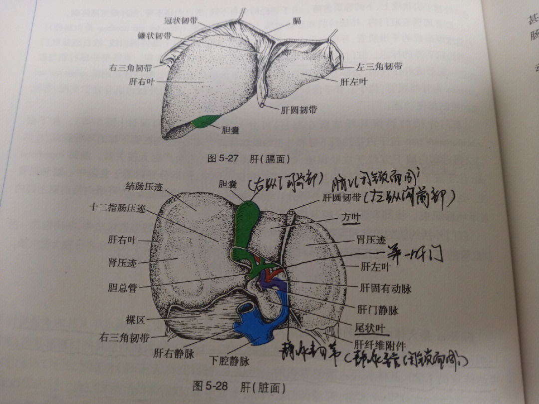 肝脏分叶分段解剖