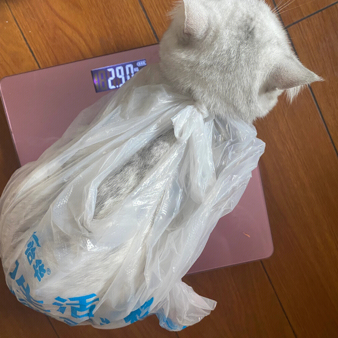 五个月小猫体重