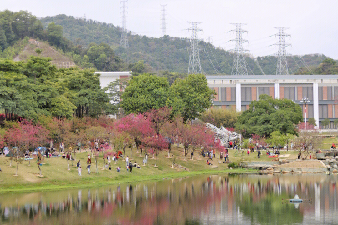 广州三月拍照赏樱地黄埔萝岗创业公园