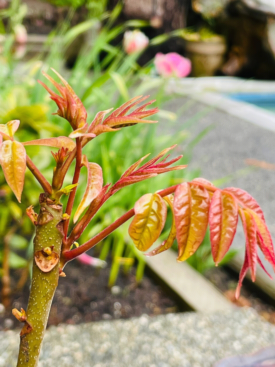 香椿苗怎么种植图片