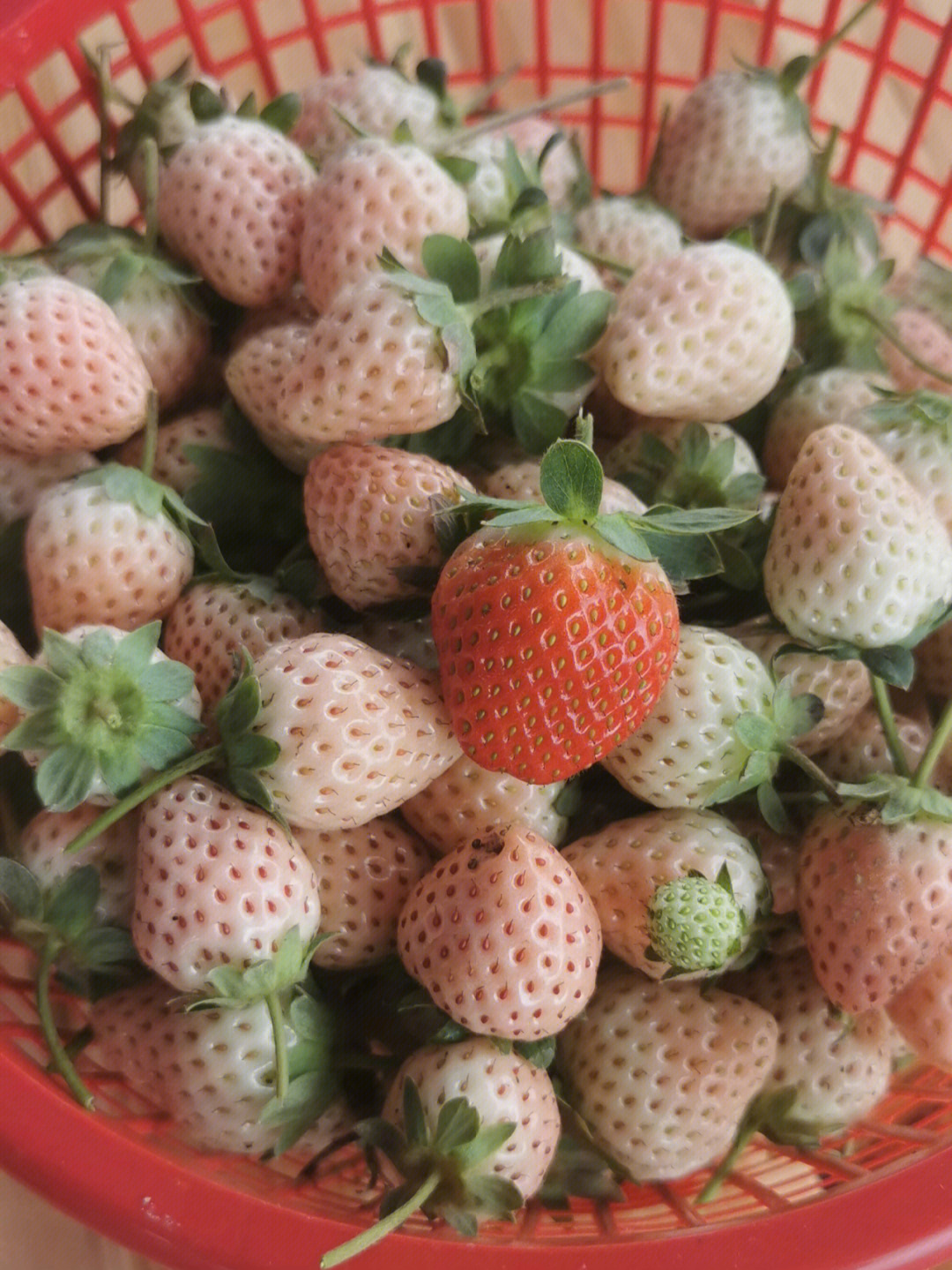 良凤江摘草莓位置图片