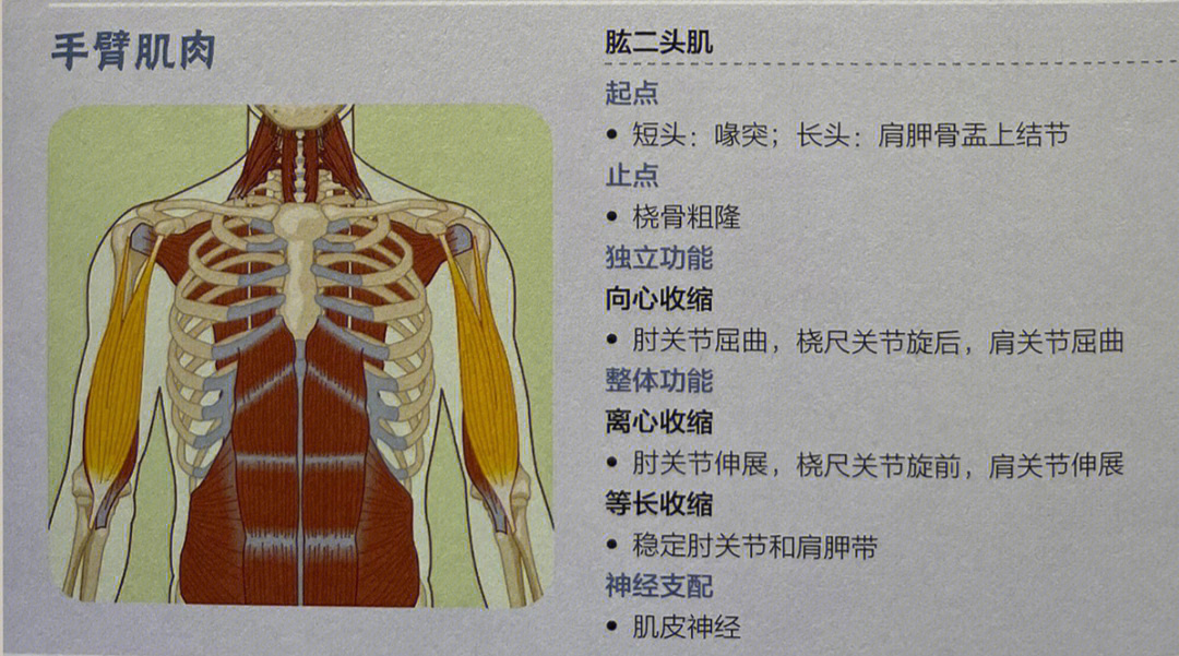 肱肌[4] 肘肌[5] 肱桡肌[6] 旋前方肌[7] 旋前圆肌[8] 旋后肌(内容