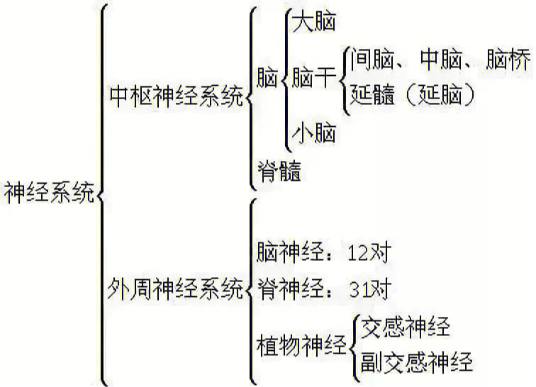 神经系统下雨天躺平