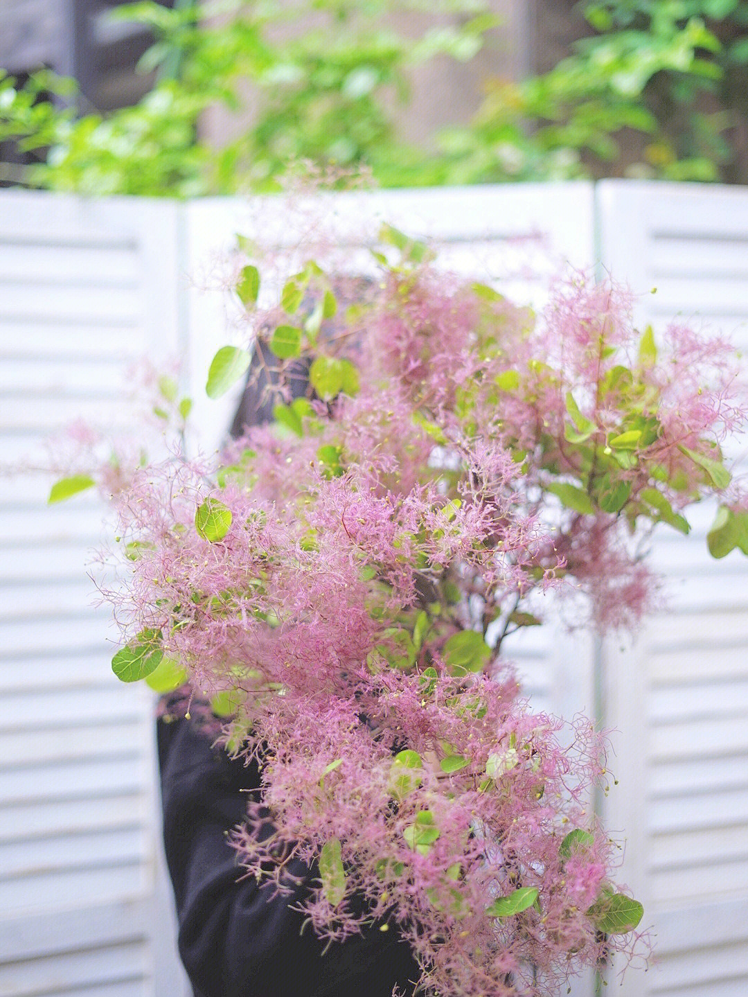 黄栌又名雾中情人像雾一样的花