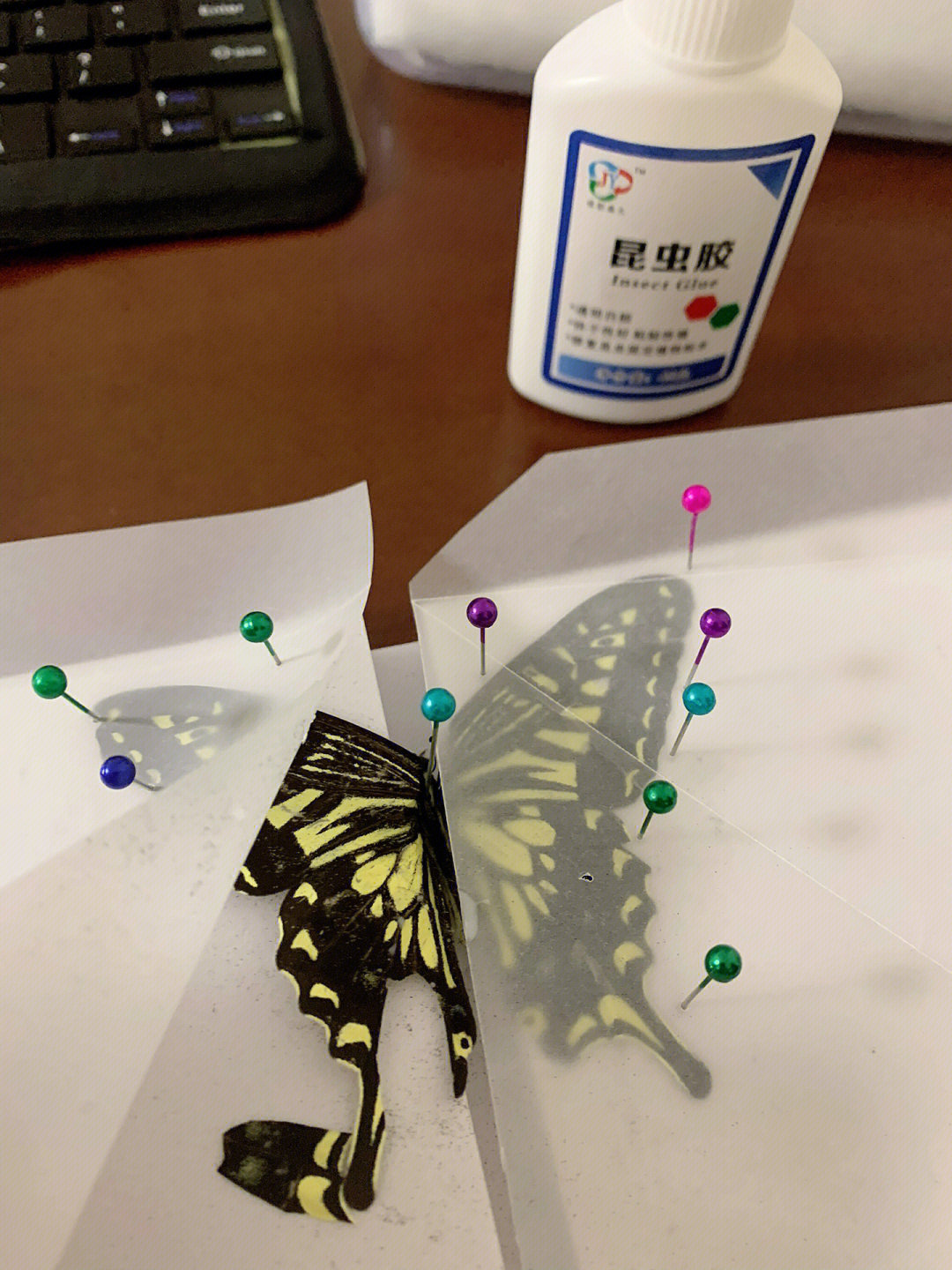 蝴蝶标本制作方法步骤图片