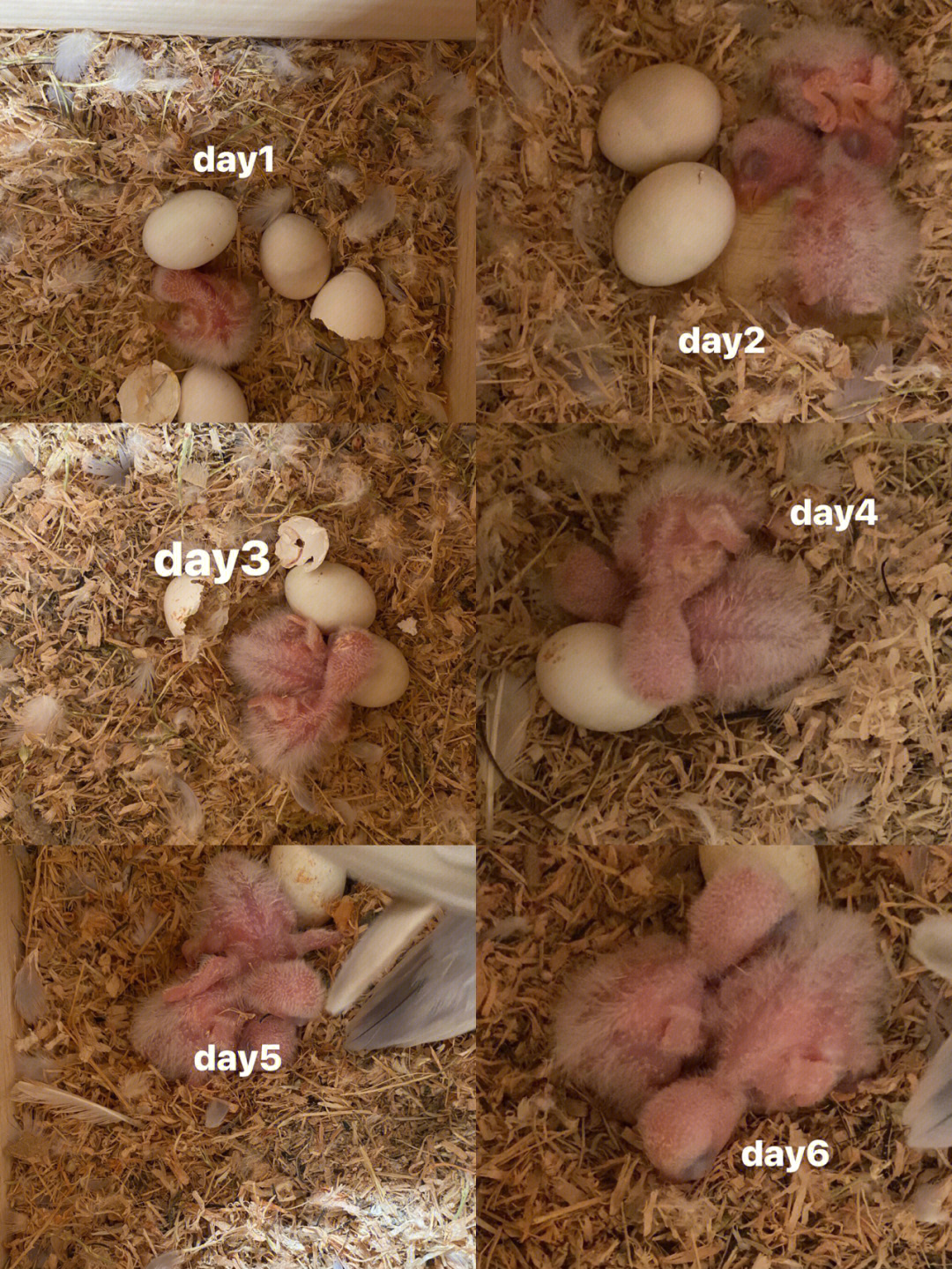 鹦鹉孵化1到21照蛋图图片