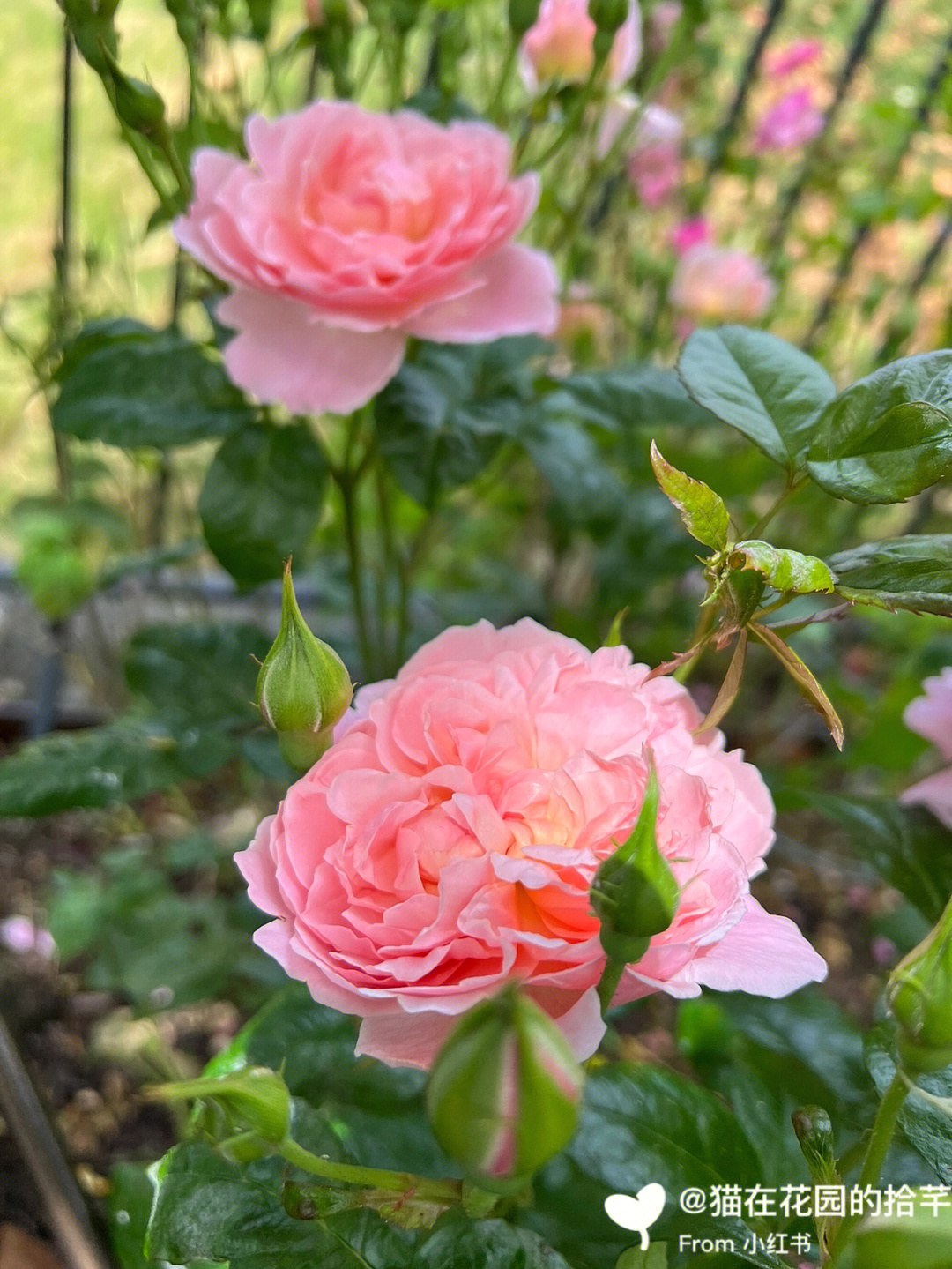 伊芙草莓树月季图片图片