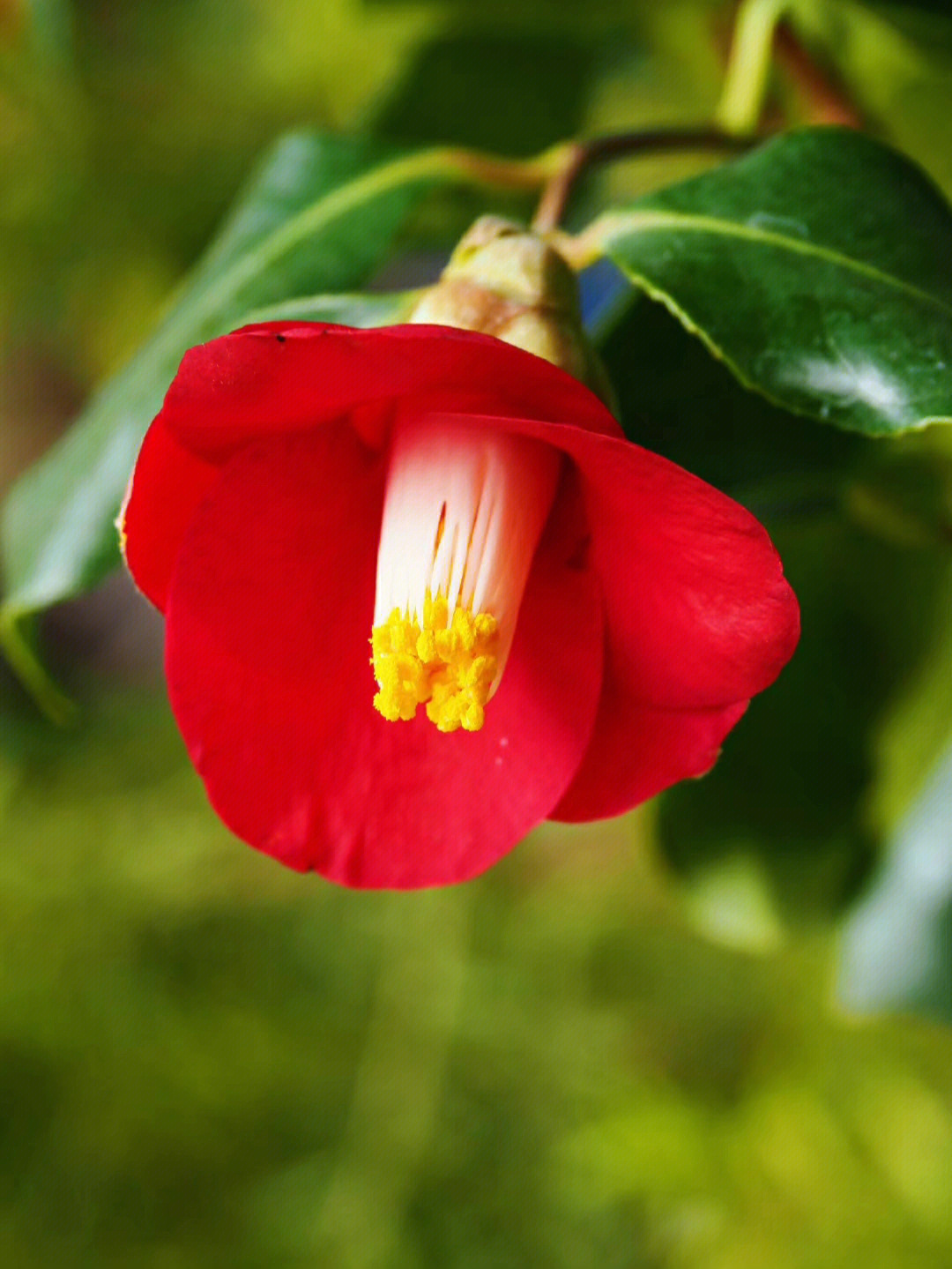 是山茶花还是椿