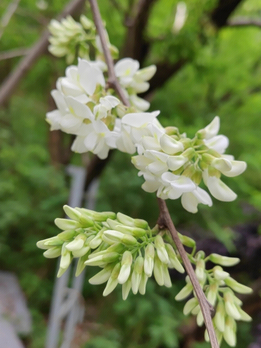 长沙摘洋槐花