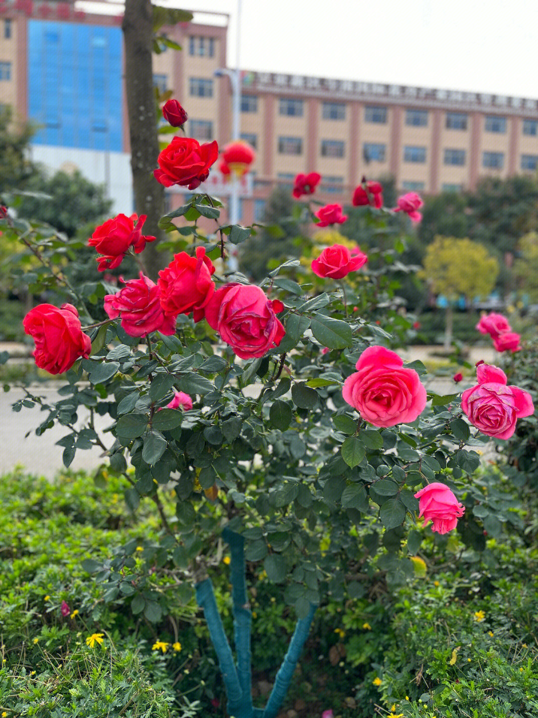 路边玫瑰花坛图片