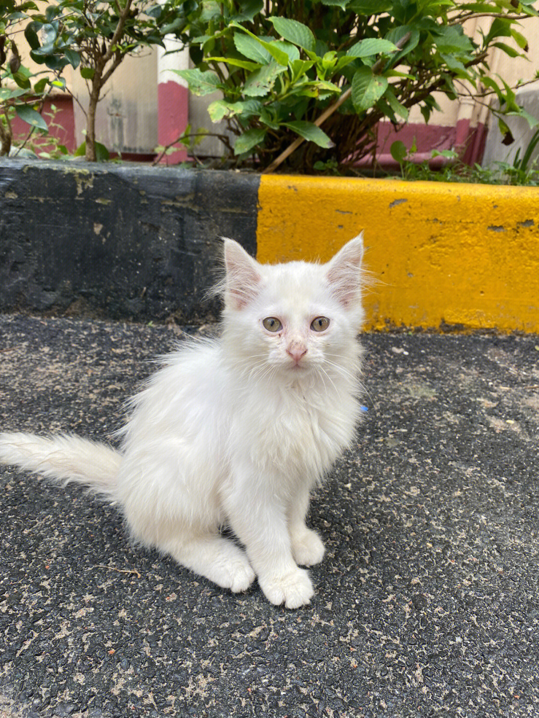 上海流浪猫纯白长毛小仙喵求收养