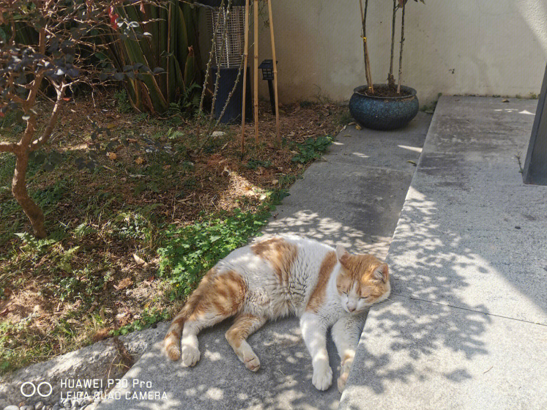 西八猫铛铛图片