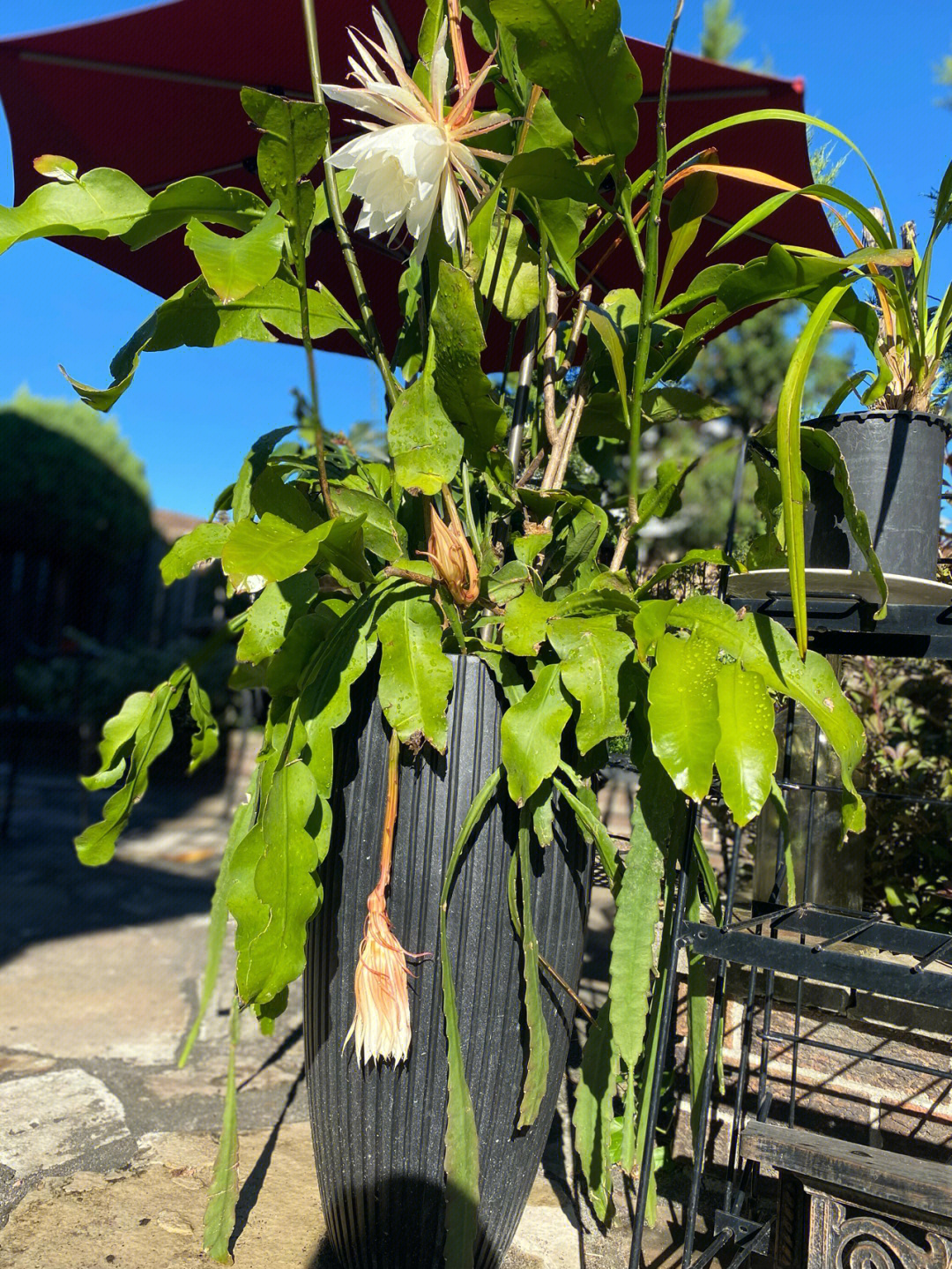 我家的昙花白天还在开