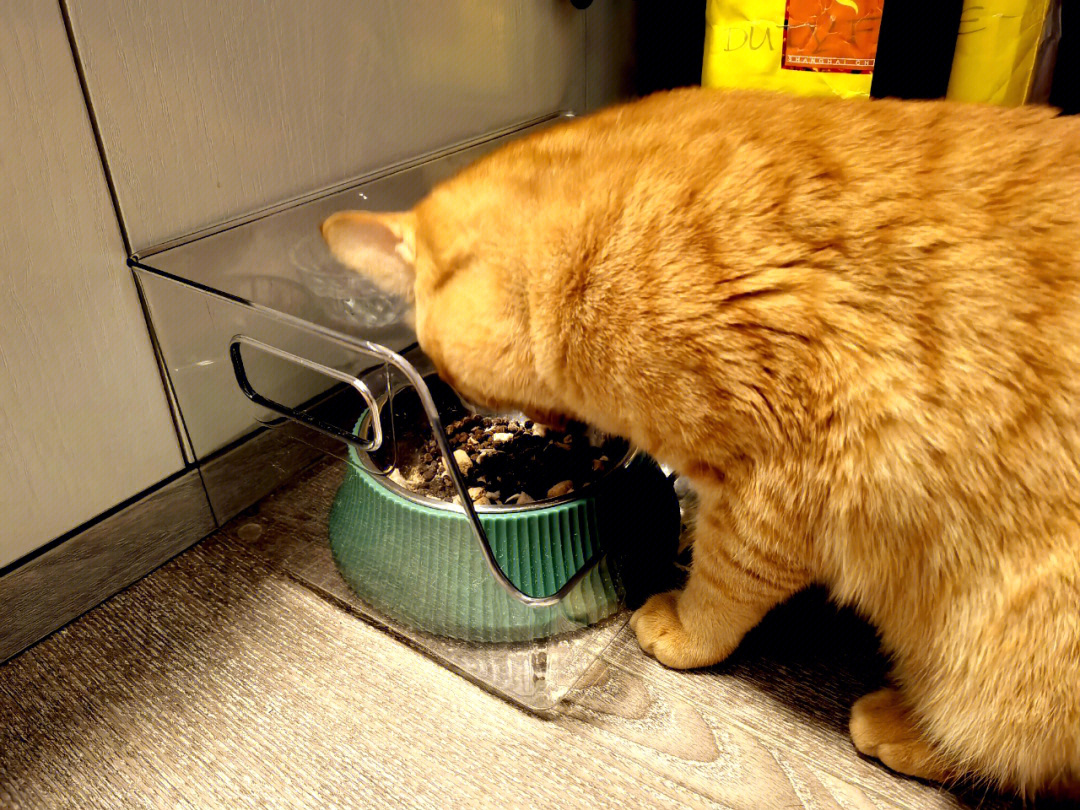 养猫好物解决猫咪干饭甩头甩粮问题的神器