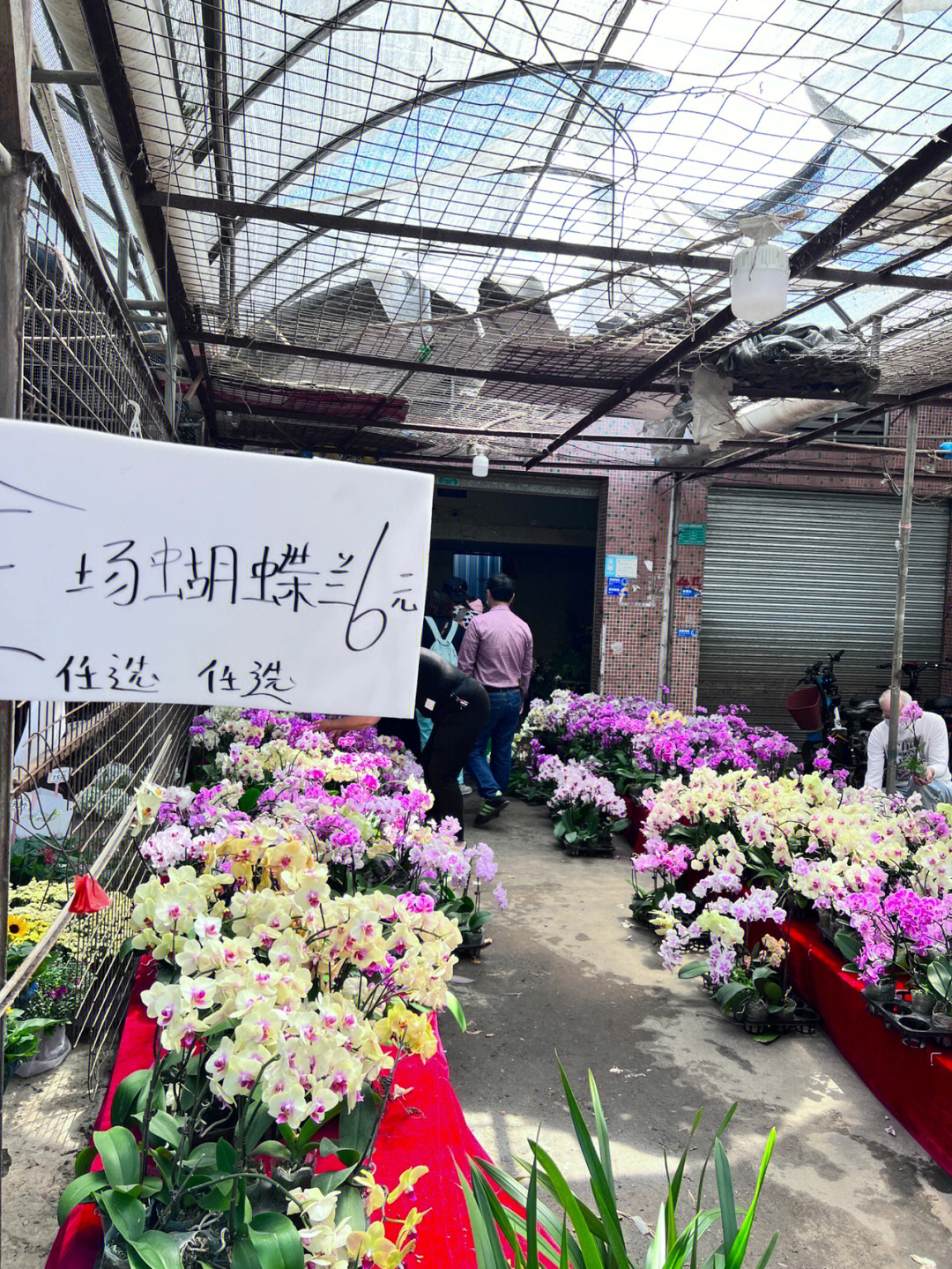 广州芳村花卉批发市场图片