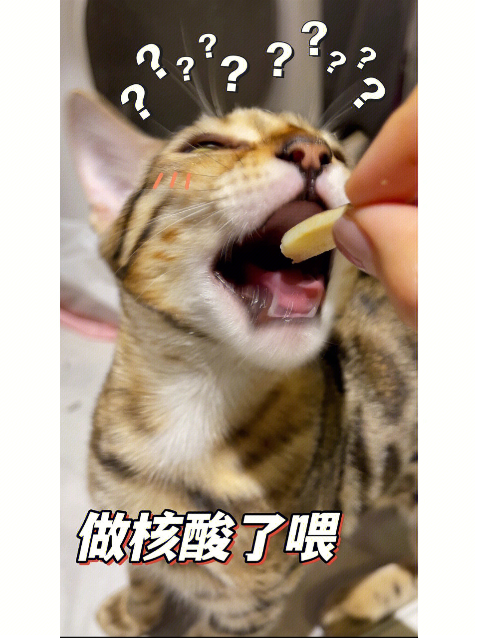 猫咪做核酸搞笑图片图片