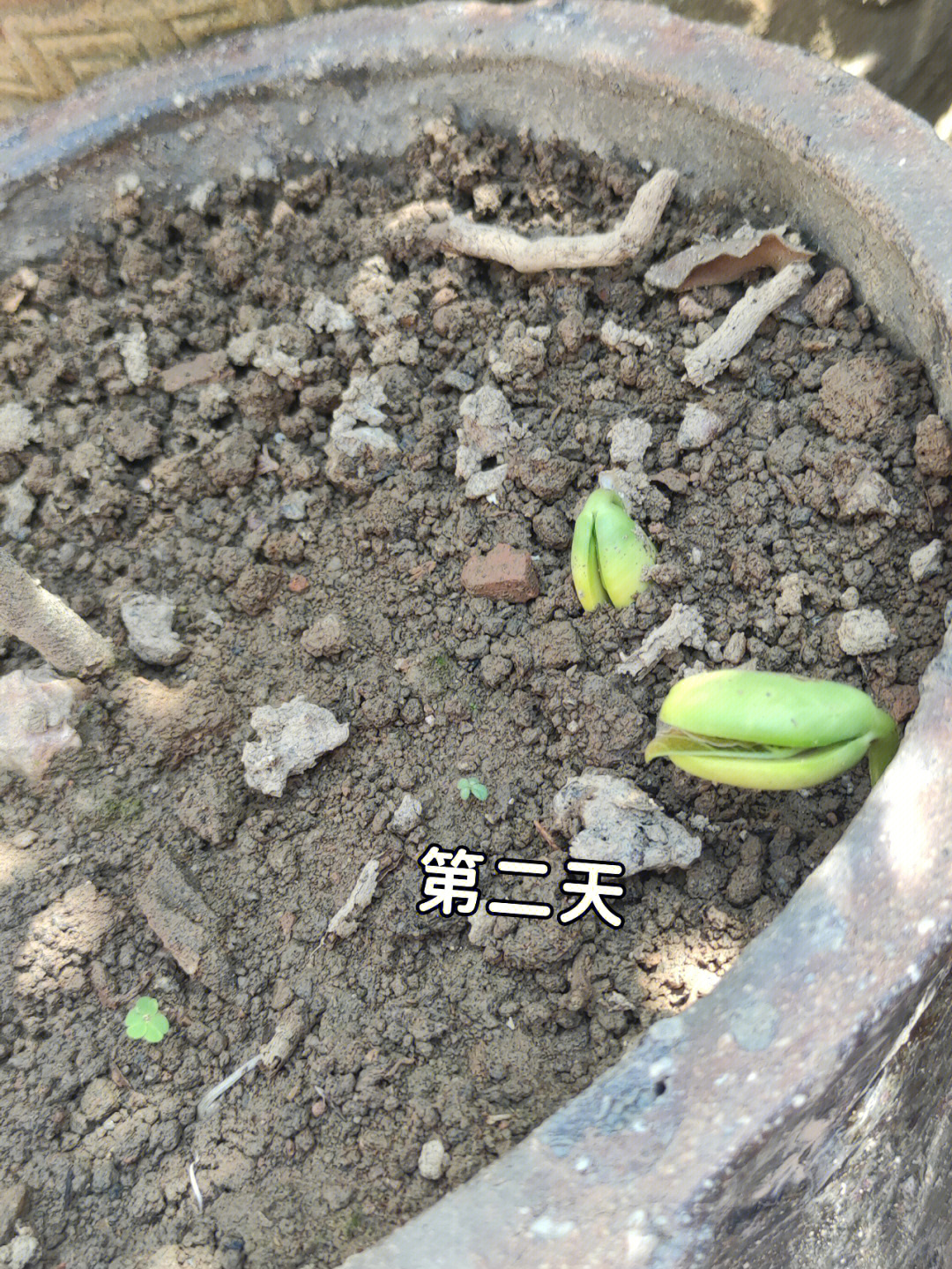 魔豆种植成长记录图片