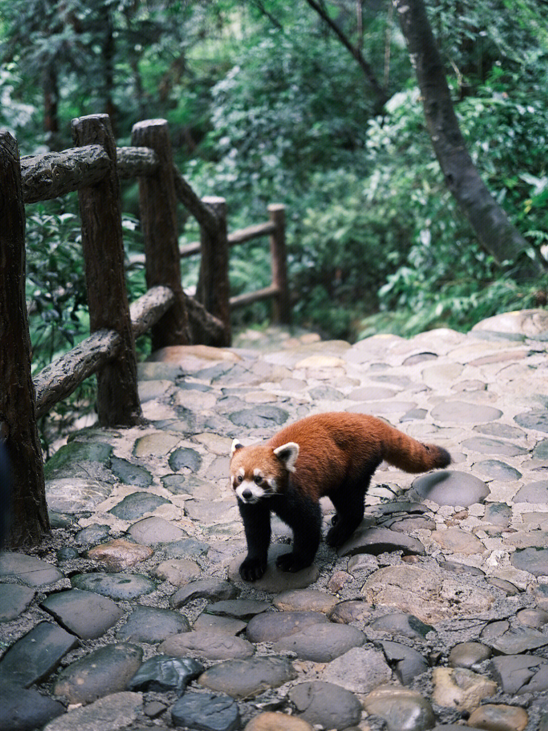 青城山动物名单图片