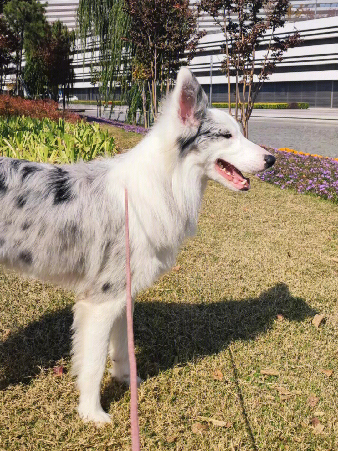 苏州上海地区已领养陨石边牧弟弟