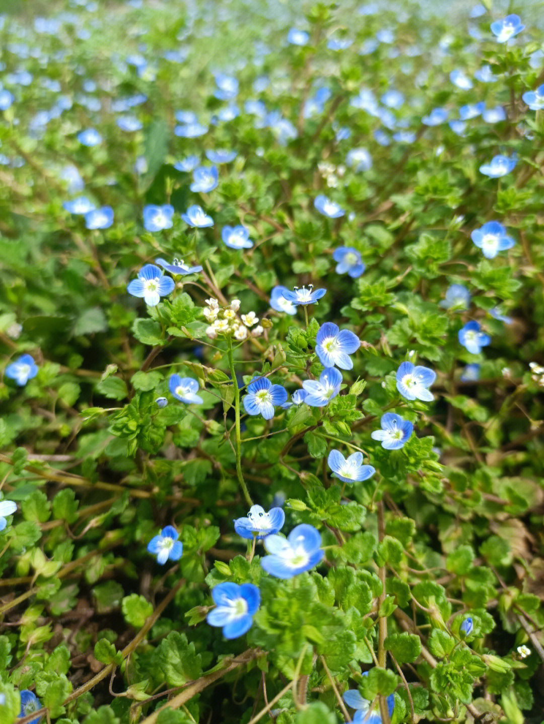 春天的野花也很美