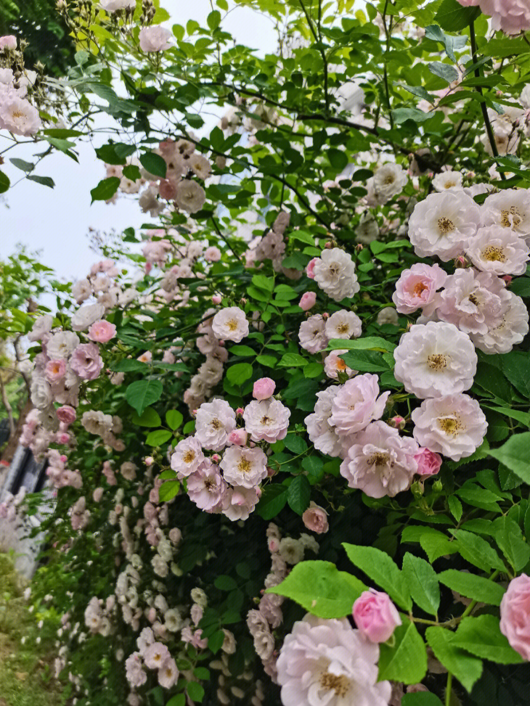 六月的阵雨落下的时候,湿润的东风走过荒野,在竹林中吹着口笛