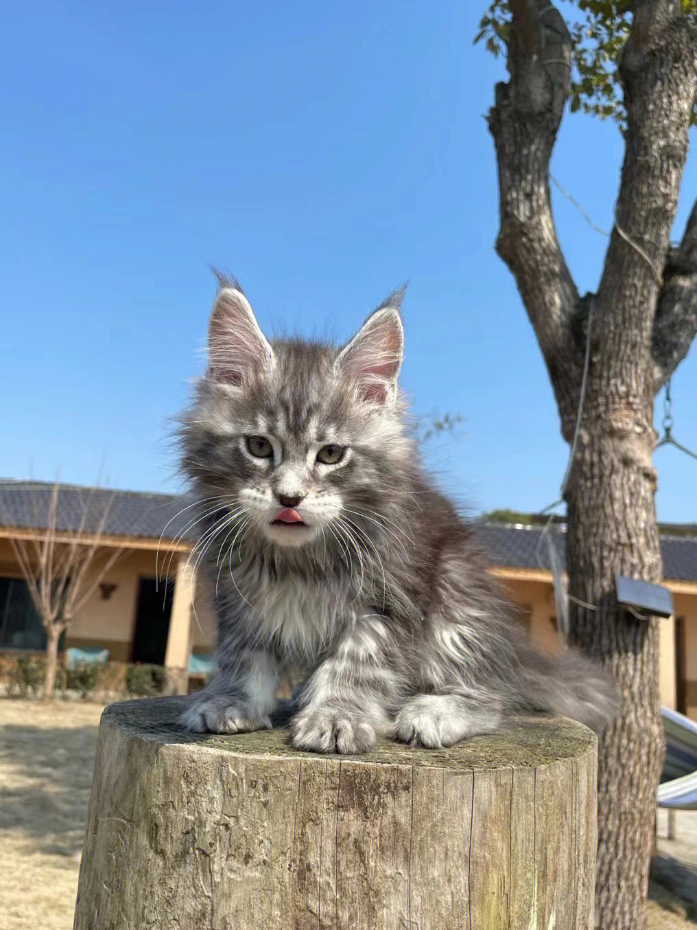 银虎弟弟库恩缅因猫