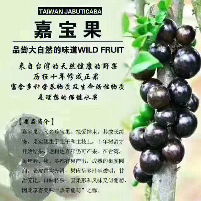 『嘉宝果』,又名树葡萄,集合多种水果口味,像释迦,像荔枝,像山竹,又像