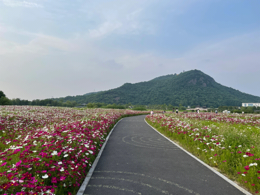 湘湖三期花海527