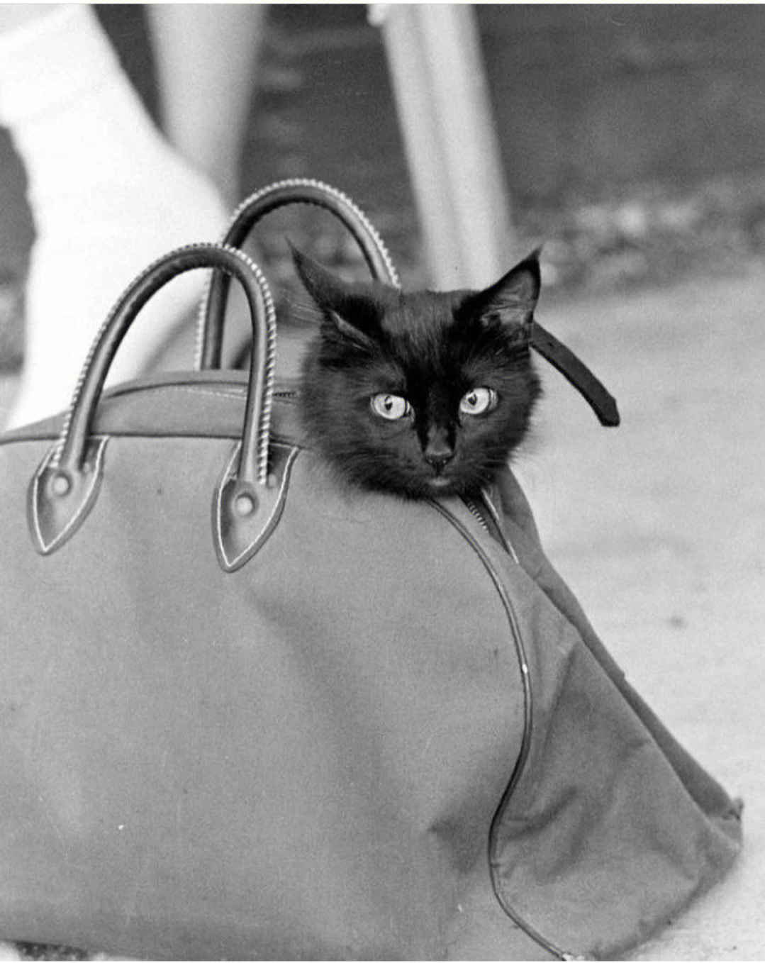 爱伦坡黑猫简介图片