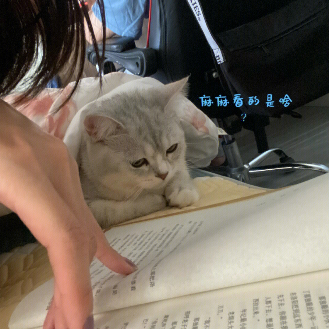 看书犯困的猫咪