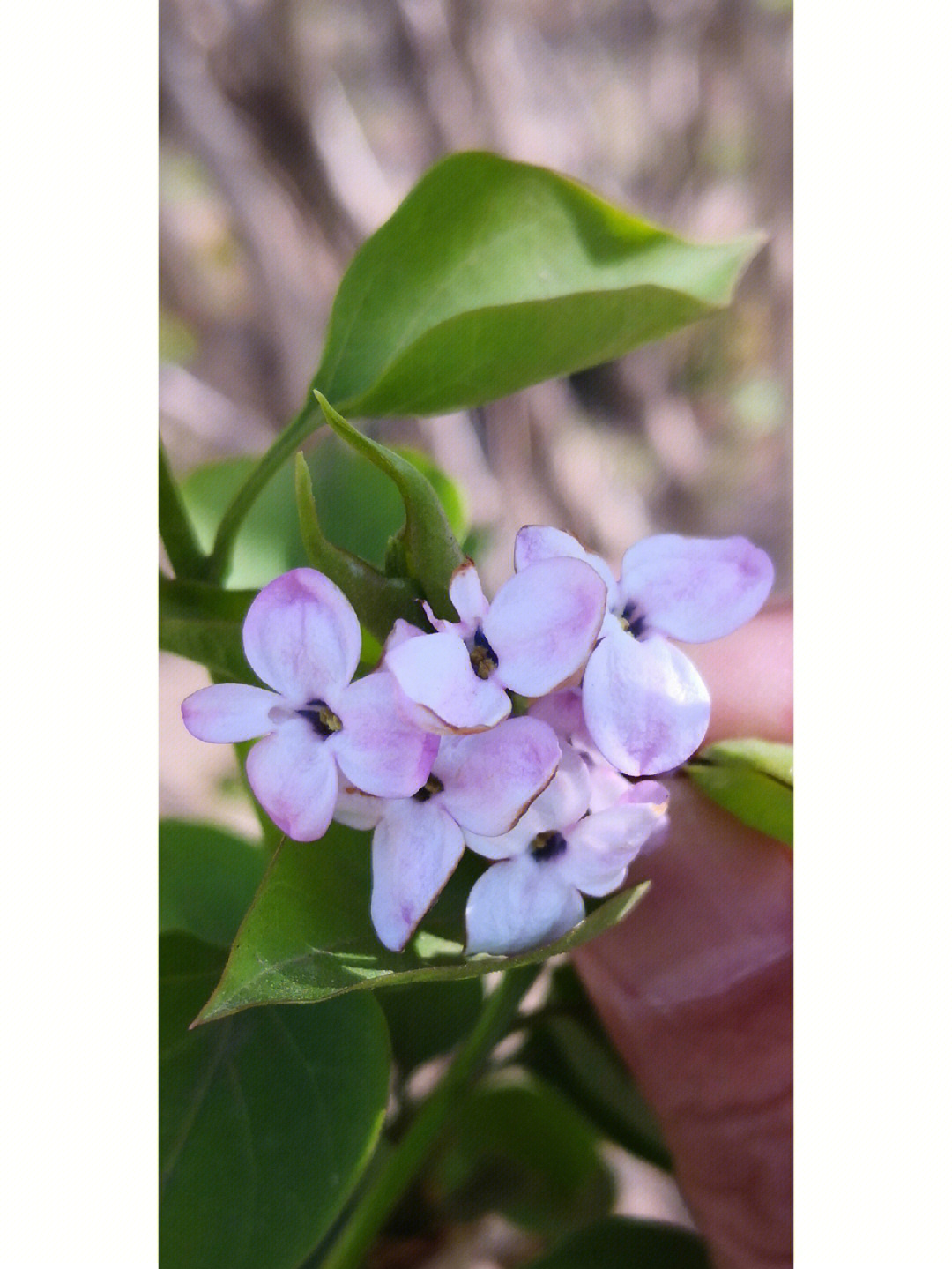 丁香花