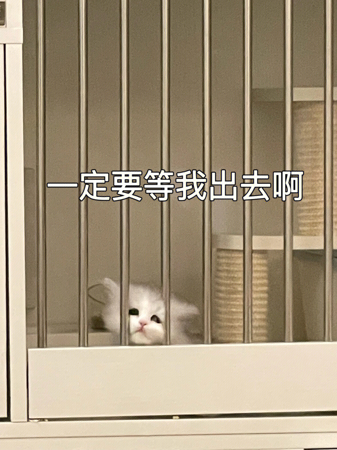 一定要等我表情包图片