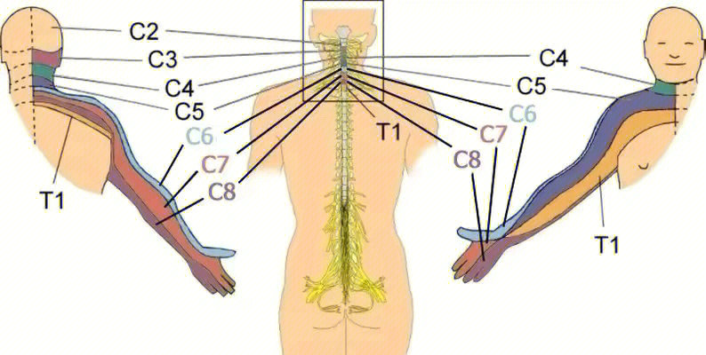颈椎神经支配图口诀图片