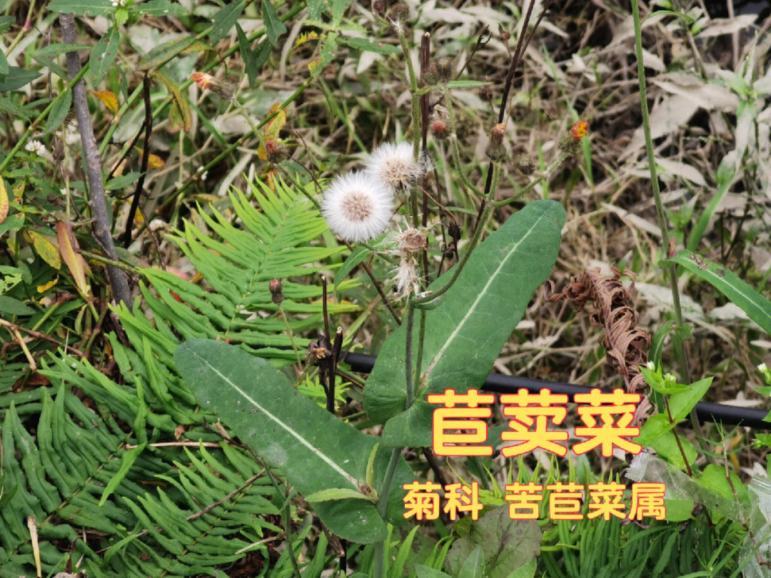 野花生草中药功能图片图片