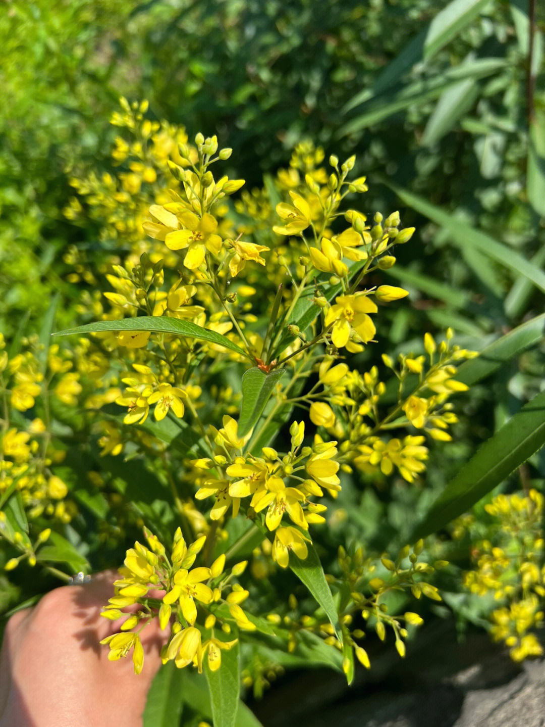 黄连开花的图片图片