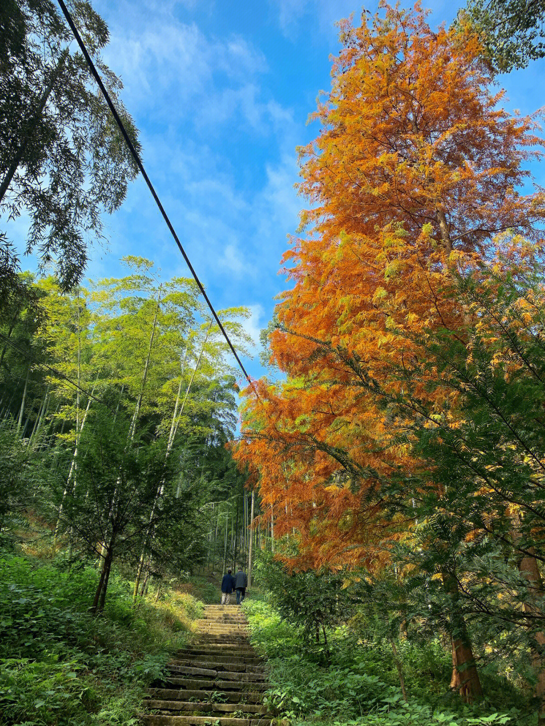 在杭州寻找秋天东明山森林公园