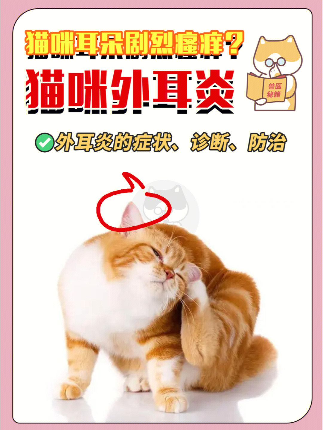 猫耳朵剧烈瘙痒71黑色分泌物71外耳炎咋治71