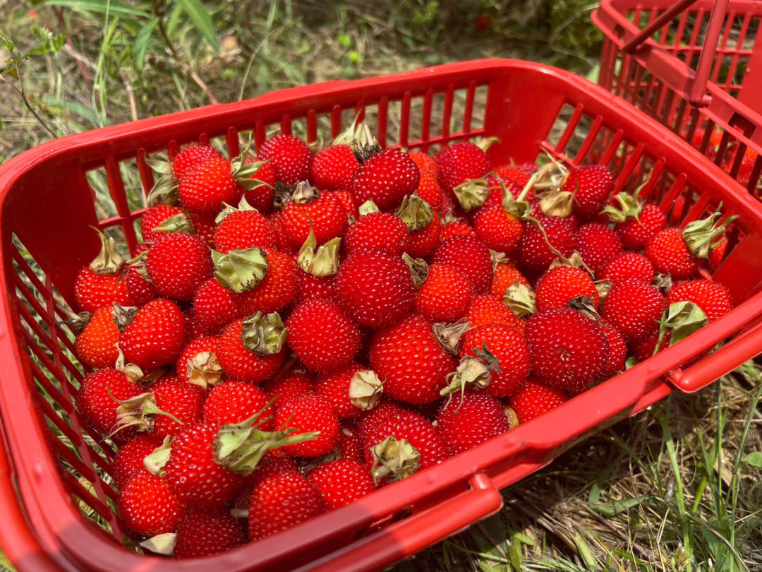 野草莓种类图片